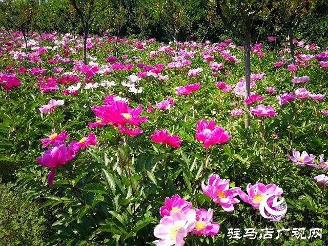 駐馬店：百畝芍藥 花開如海