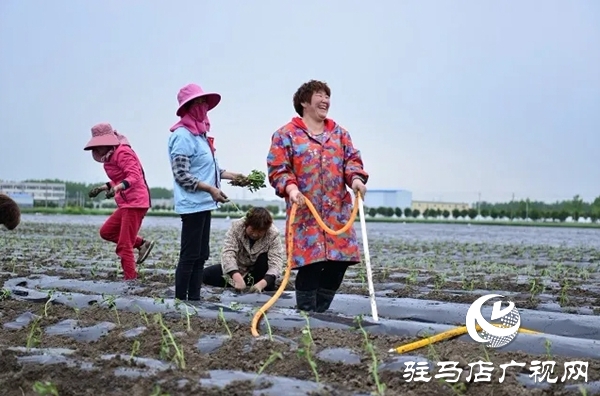 上蔡縣班閆村:產(chǎn)業(yè)發(fā)展“敲開”群眾脫貧致富之門