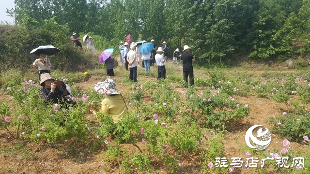 泌陽(yáng)縣王店鎮(zhèn)：美麗“香”村聞名四方成為旅游網(wǎng)紅打卡地