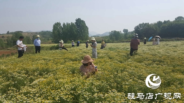 泌陽(yáng)縣王店鎮(zhèn)：美麗“香”村聞名四方成為旅游網(wǎng)紅打卡地