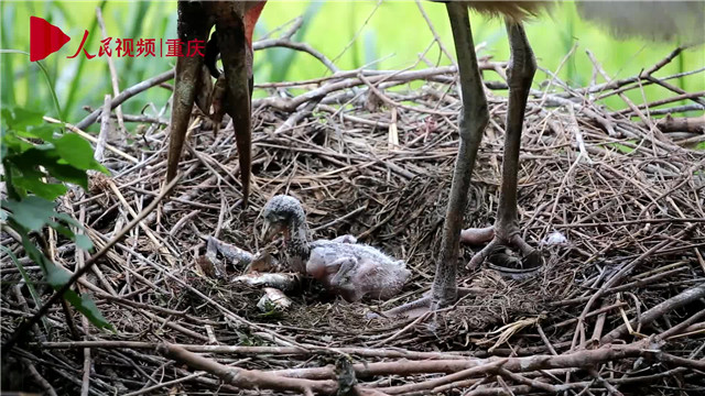 母親節(jié)，看動物老母親如何反芻哺育幼崽