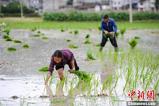 小滿節(jié)氣到！民間祭車神、吃野菜