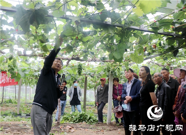 國家葡萄產(chǎn)業(yè)技術體系豫東試驗站培訓會在遂平縣召開