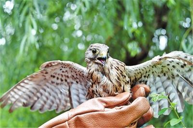 回家吧，回到最初的美好 42只野生動物回歸大自然