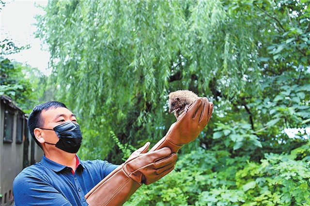 回家吧，回到最初的美好 42只野生動物回歸大自然