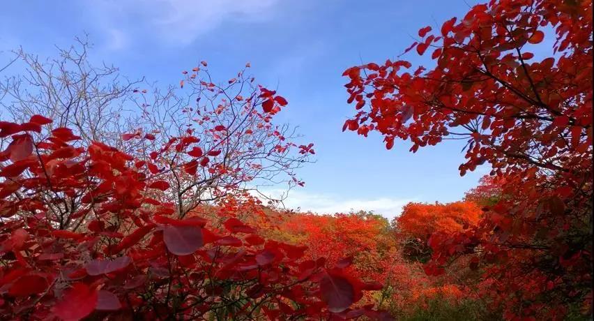 又是一年紅葉季，期待在這里遇見最美的你