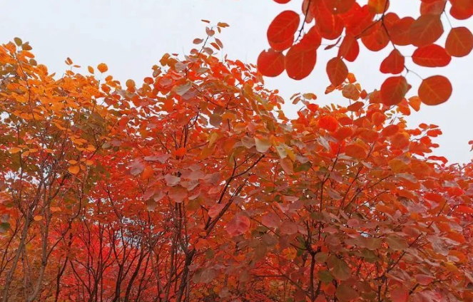 又是一年紅葉季，期待在這里遇見最美的你