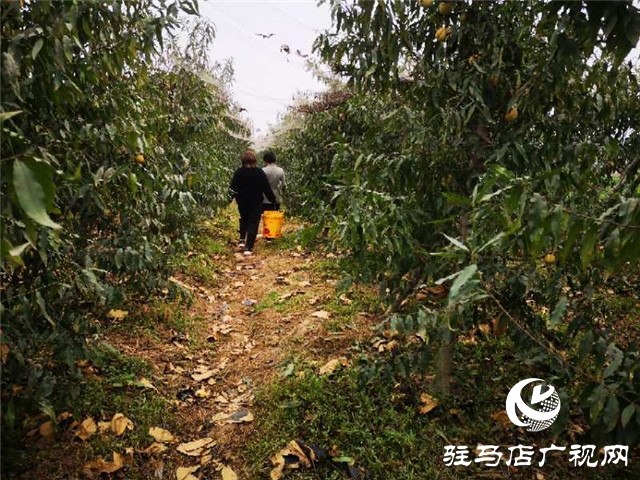 河南駐馬店市驛城區(qū)水屯鎮(zhèn)：人勤地生金 生活更甜蜜