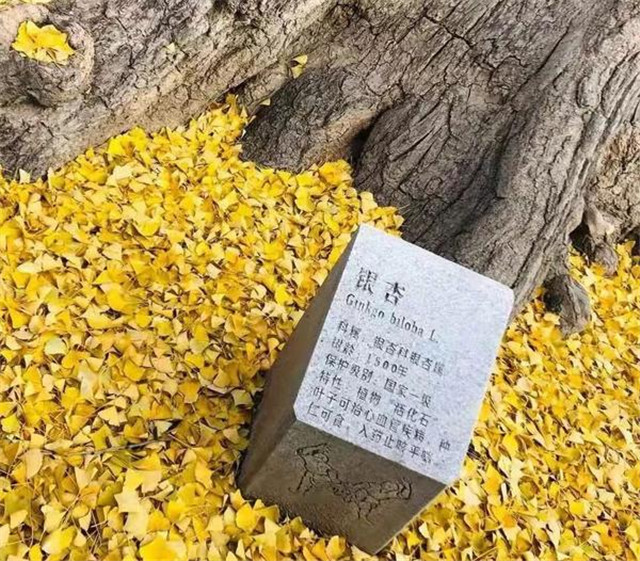 “古剎秋景惹人醉，金色滿園迎賓朋”——嵩山少林寺千年銀杏已到了一年之中最美時(shí)節(jié)！