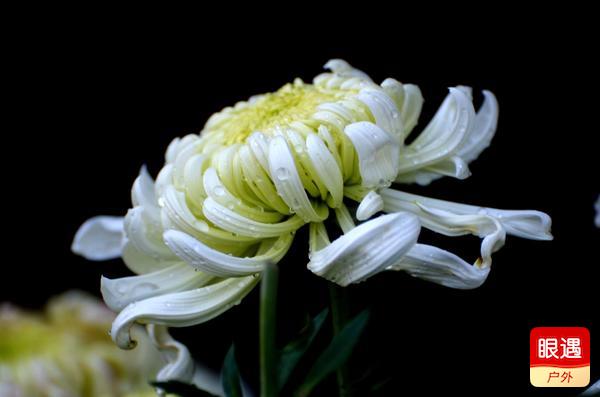 【眼遇最美秋菊】不是花中偏愛(ài)菊 此花開(kāi)盡更無(wú)花