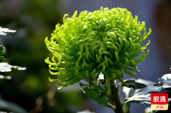 【眼遇最美秋菊】不是花中偏愛(ài)菊 此花開(kāi)盡更無(wú)花