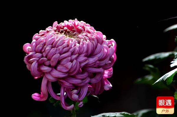 【眼遇最美秋菊】不是花中偏愛(ài)菊 此花開(kāi)盡更無(wú)花