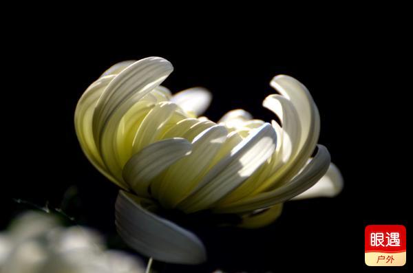 【眼遇最美秋菊】不是花中偏愛(ài)菊 此花開(kāi)盡更無(wú)花