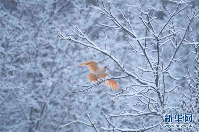 雪中朱鹮