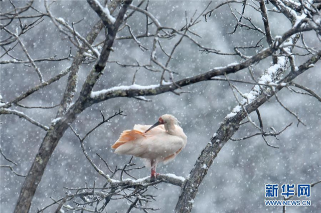 雪中朱鹮