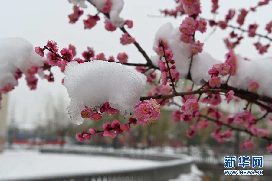 雪潤春日