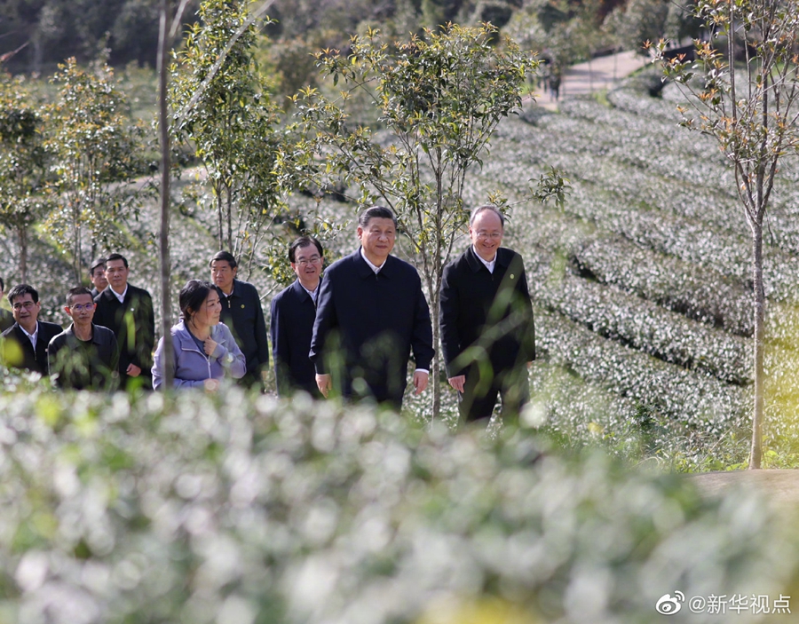 習(xí)近平察看武夷山春茶長(zhǎng)勢(shì)：把茶文化、茶產(chǎn)業(yè)、茶科技這篇文章做好