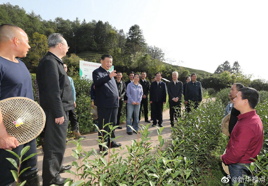 習(xí)近平察看武夷山春茶長(zhǎng)勢(shì)：把茶文化、茶產(chǎn)業(yè)、茶科技這篇文章做好