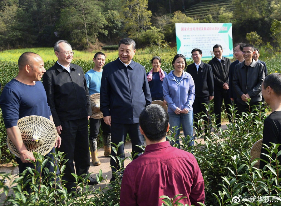 習(xí)近平察看武夷山春茶長(zhǎng)勢(shì)：把茶文化、茶產(chǎn)業(yè)、茶科技這篇文章做好