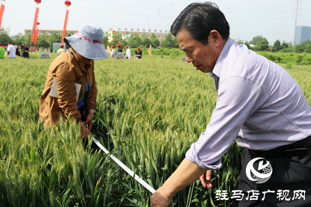 噸源種業(yè)舉辦2021蘇皖豫“福高2號(hào)”小麥觀摩會(huì)