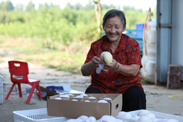 河南寶豐：秋桃喜獲豐收