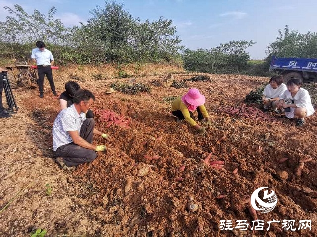 愛心助農(nóng) 駐馬店居然之家積極幫扶上門采購(gòu)紅薯