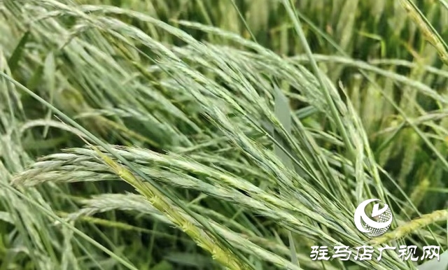 華夏種植合作社成功召開多花黑麥草除草培訓會