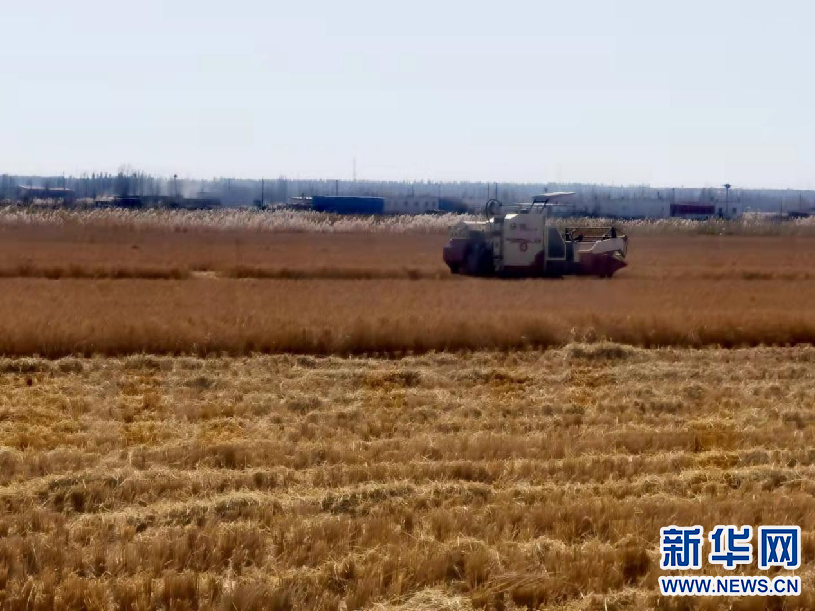 【母親河畔的中國(guó)】昔日鹽堿地 今朝稻花香