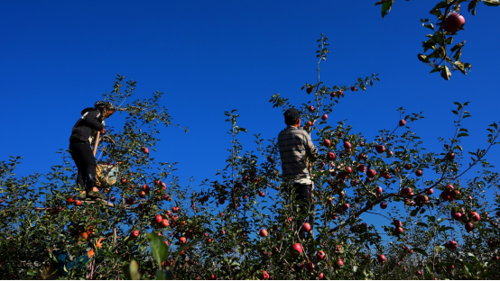 從“丑蘋果”到“網(wǎng)紅蘋果”：鹽源蘋果借力電商走出大涼山