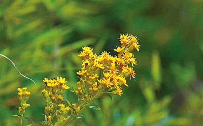 河南排查、處理數(shù)萬株“加拿大一枝黃花” 我省這種花還處萌芽期 不必恐慌