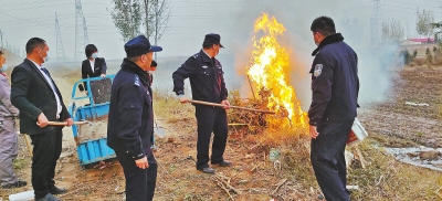 河南排查、處理數(shù)萬株“加拿大一枝黃花” 我省這種花還處萌芽期 不必恐慌