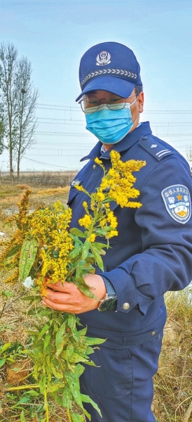 河南排查、處理數(shù)萬株“加拿大一枝黃花” 我省這種花還處萌芽期 不必恐慌