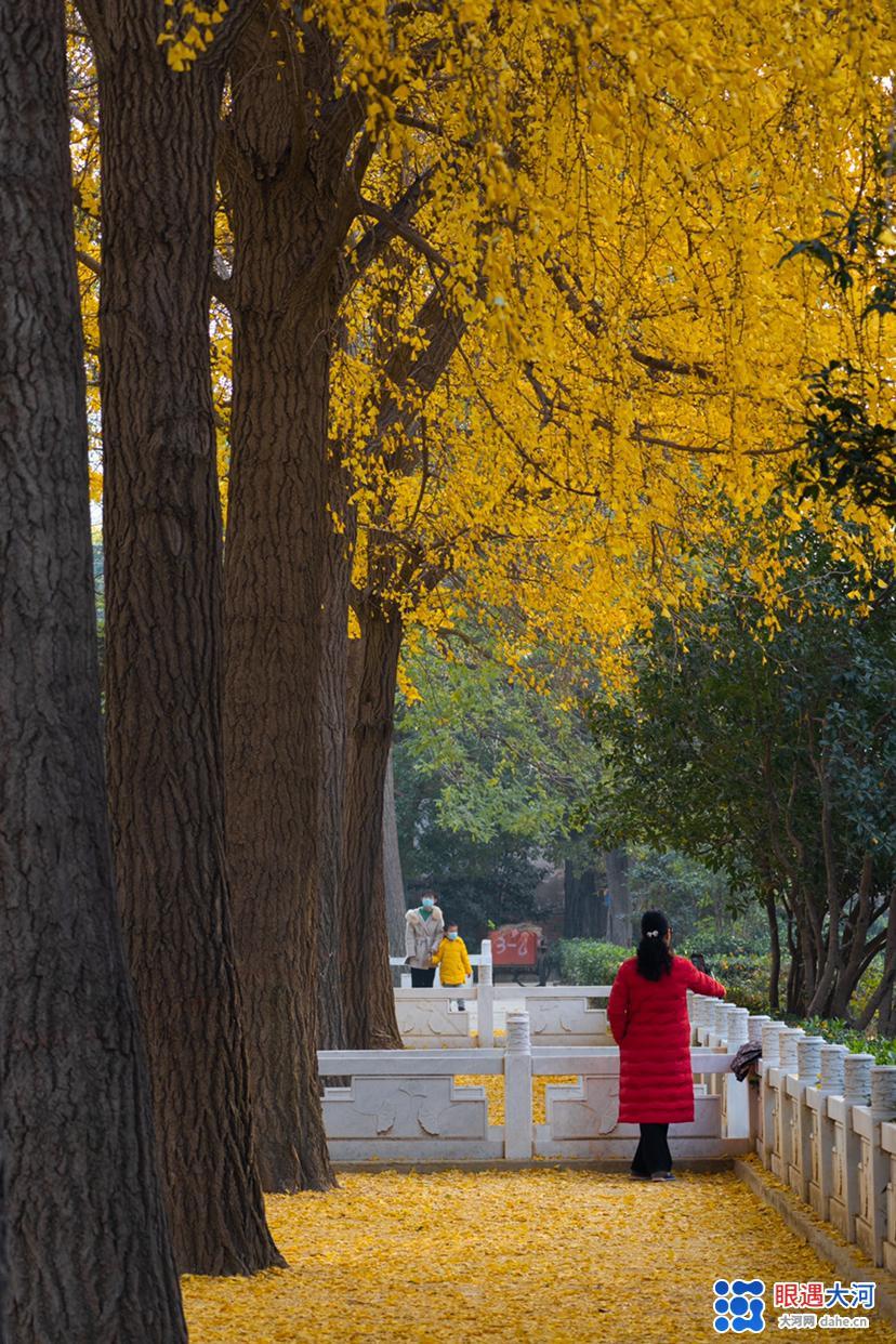 初冬銀杏美，滿(mǎn)樹(shù)金黃醉游人