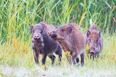 擬被“保護(hù)動物名錄”除名 “橫行無忌”的野豬可以捕殺了？