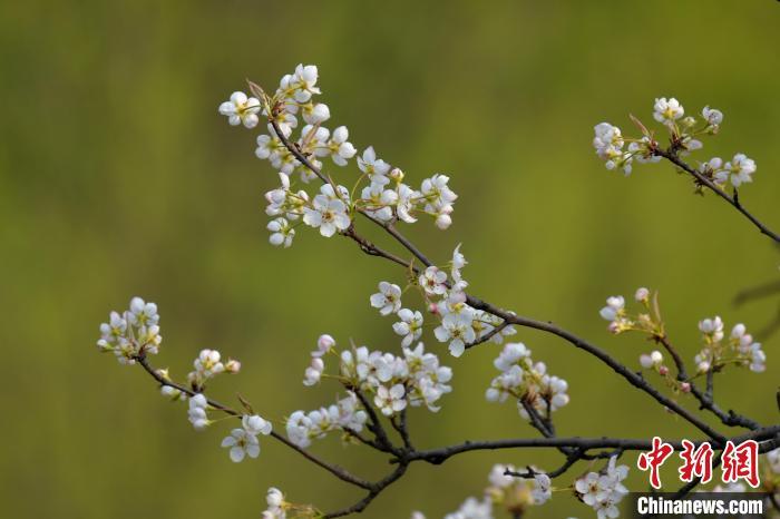 花朝節(jié)是個(gè)什么節(jié)？它還有別的叫法，比如……