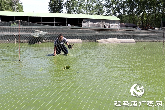 汝南縣板店鄉(xiāng)：水里撈出“金元寶”垃圾場變身“致富塘”