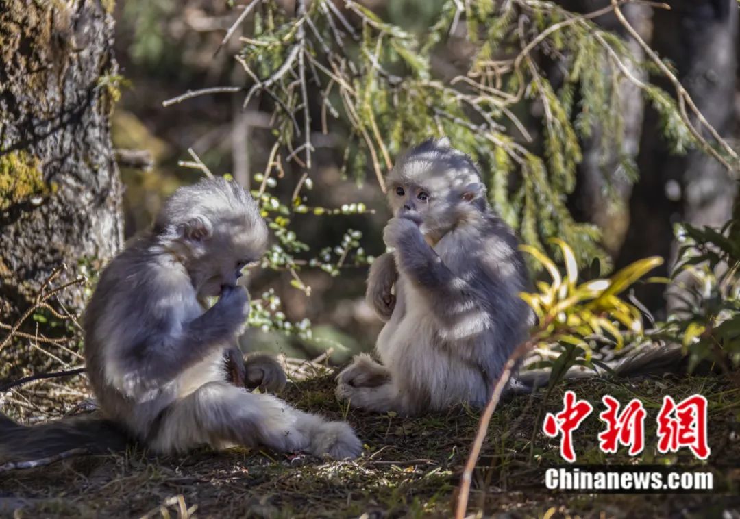 東西問丨李振基：保護生物多樣性，中國虞衡制度告訴了我們什么？