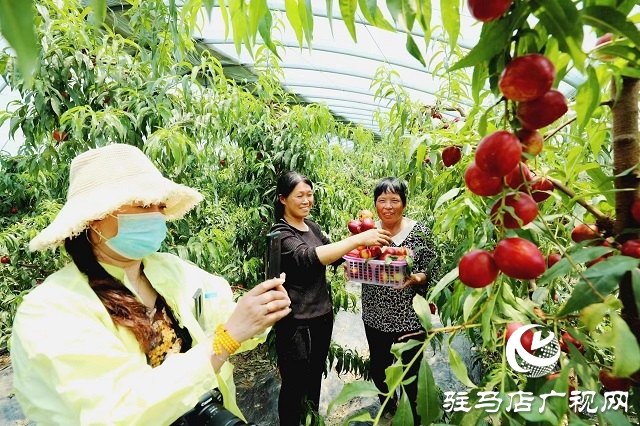 駐馬店市驛城區(qū)蟻蜂鎮(zhèn)：新鮮打卡地 油桃采摘季