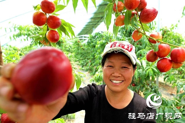 駐馬店市驛城區(qū)蟻蜂鎮(zhèn)：新鮮打卡地 油桃采摘季