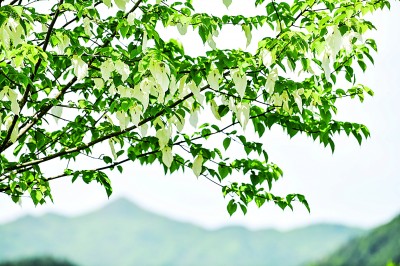 保護(hù)野生植物，國(guó)家植物園只是一個(gè)新開(kāi)始