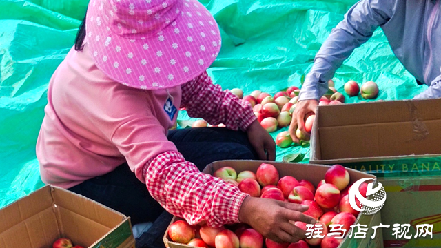 泌陽縣黃山口鄉(xiāng)：崗上油桃紅似火，幸福生活比蜜甜