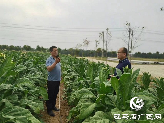 河南泌陽郭集鎮(zhèn)：綠葉變“金葉”點“燃”鄉(xiāng)村產(chǎn)業(yè)振興