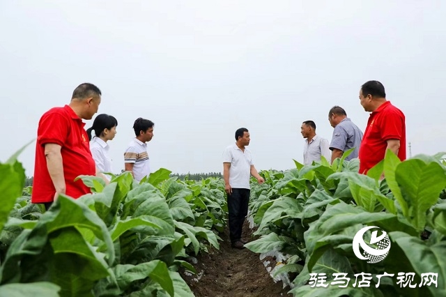 河南泌陽郭集鎮(zhèn)：綠葉變“金葉”點“燃”鄉(xiāng)村產(chǎn)業(yè)振興