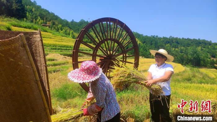 福建永定：梯田美如畫(huà) 土樓稻花香