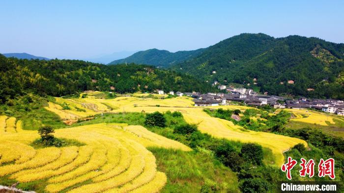 福建永定：梯田美如畫(huà) 土樓稻花香