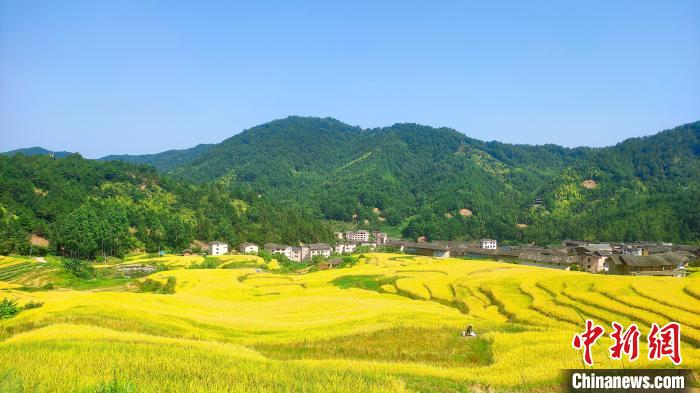 福建永定：梯田美如畫(huà) 土樓稻花香