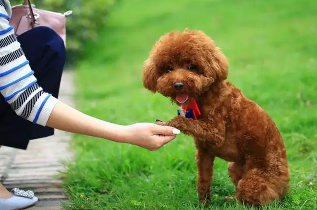 大學生爭遛流浪狗：人與動物如何和諧相處