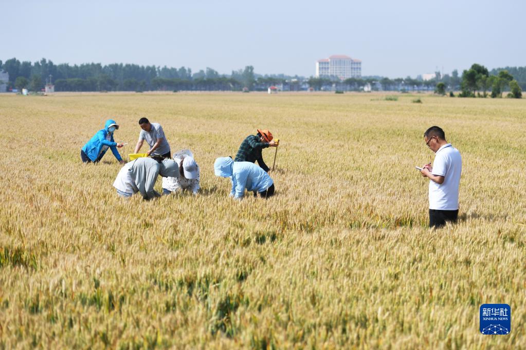 牢牢把住糧食安全主動(dòng)權(quán)——以習(xí)近平同志為核心的黨中央帶領(lǐng)人民干好這件頭等大事