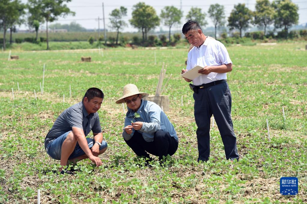 牢牢把住糧食安全主動(dòng)權(quán)——以習(xí)近平同志為核心的黨中央帶領(lǐng)人民干好這件頭等大事