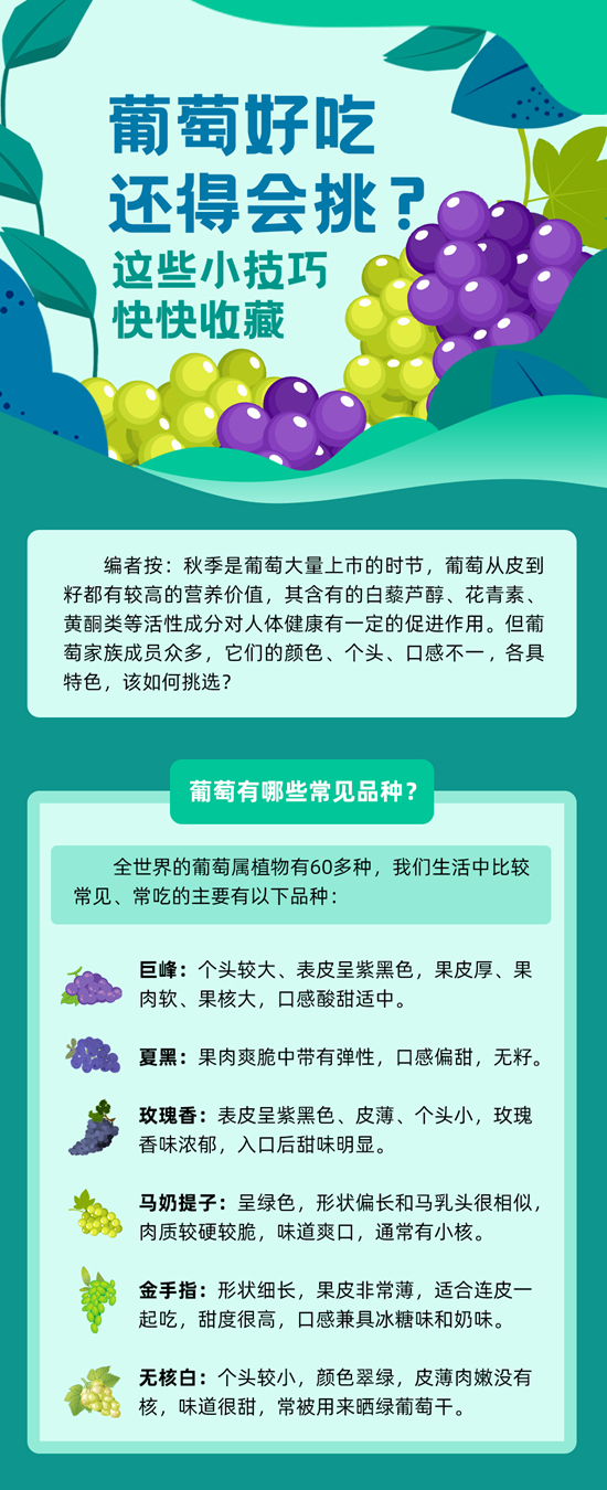 葡萄好吃還得會挑，這些小技巧快快收藏